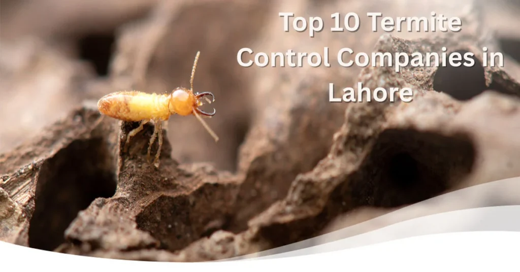 Termite Control Company