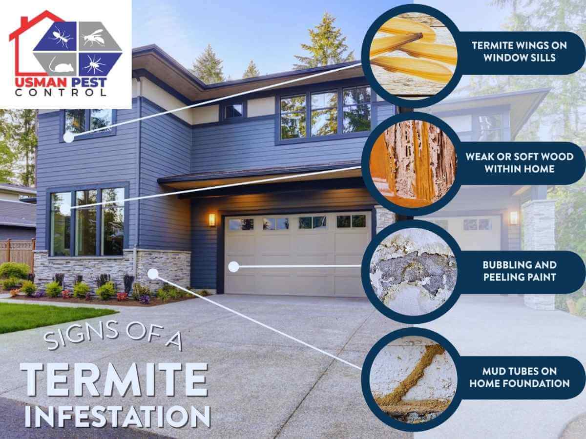 Termite Treatment & Deemak Extermination Services in Lahore