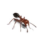 Ant control Services in lahore