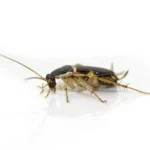 brown banded cockroach control services in lahore