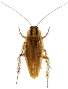 german cockroach control Services