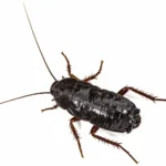 oriental cockroach control services in lahore
