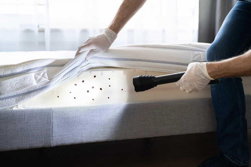 Bed Bugs treatment services in township lahore
