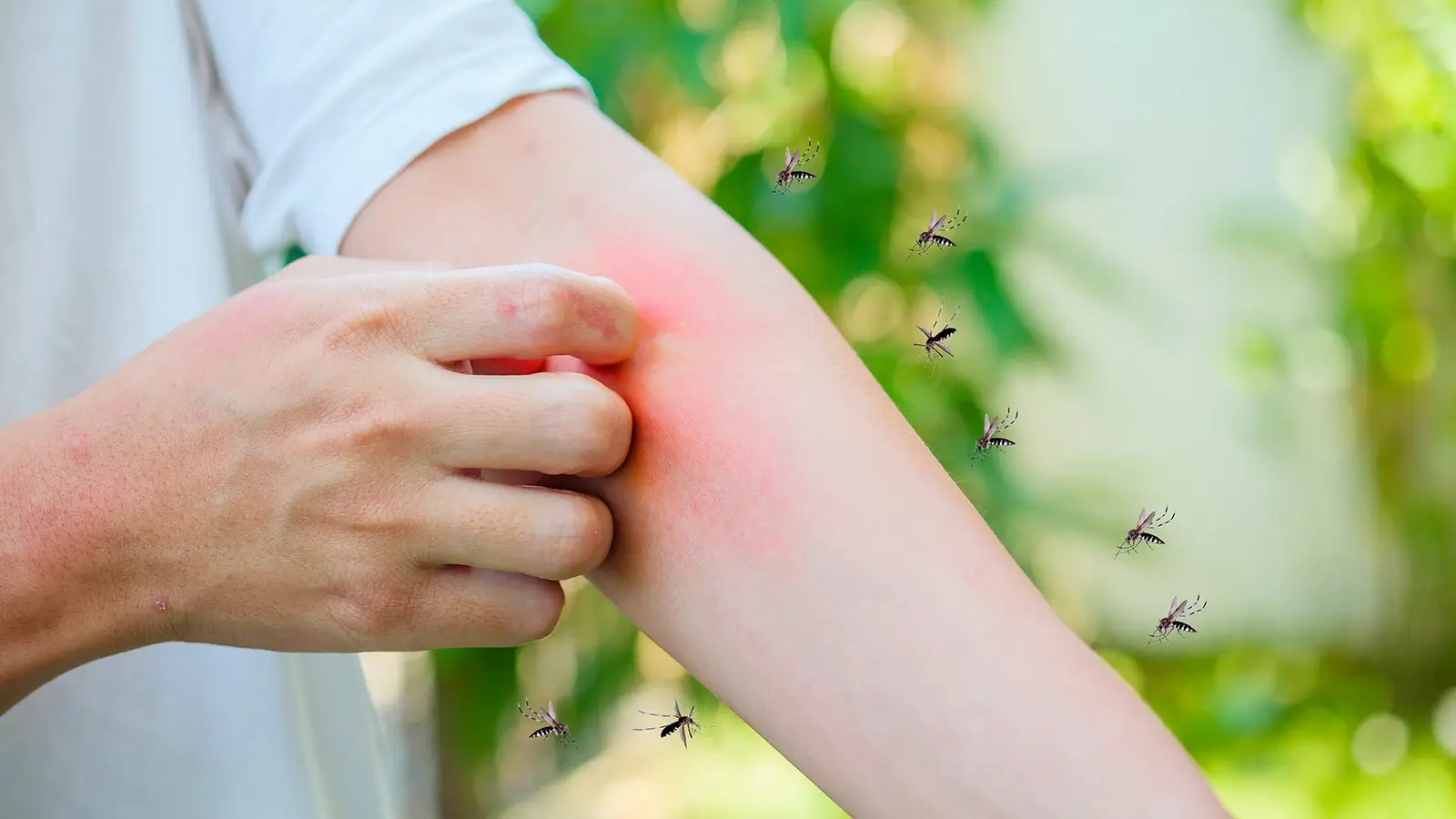 mosquito control company in Lahore