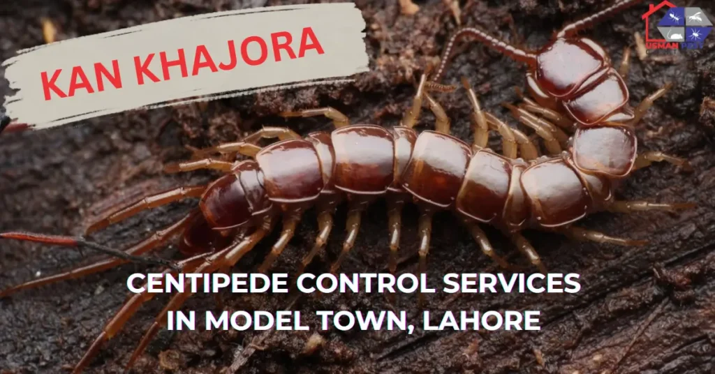 Reliable centipede control services in Model Town, Lahore for safe and effective pest removal.