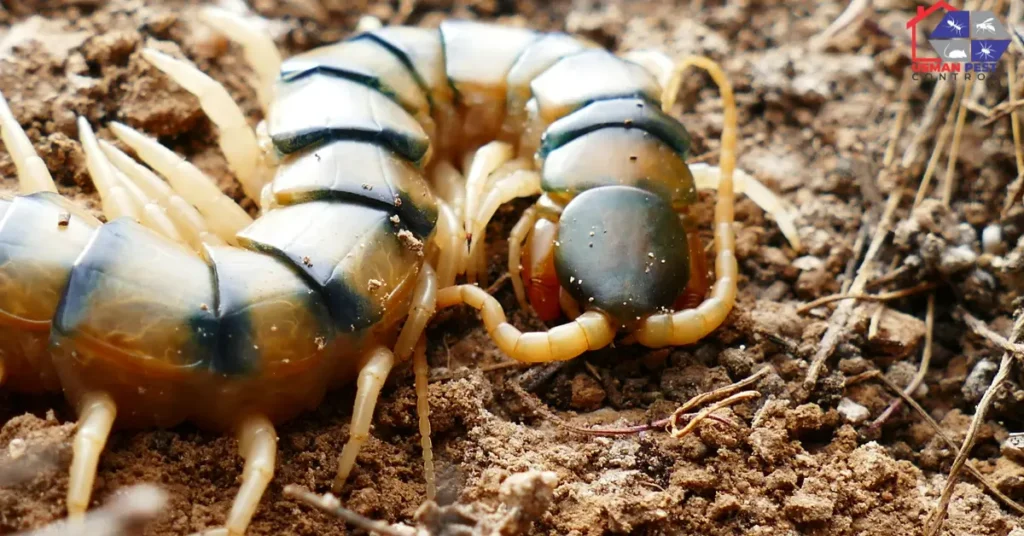 Effective Kan Khajora control services in Model Town, Lahore for residential and commercial pest issues.