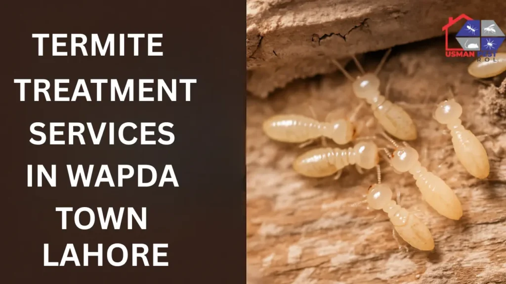 Eliminate termites fast with expert Termite Treatment Services in Wapda Town Lahore – safe, affordable, and guaranteed results!
