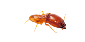 Big Termite
