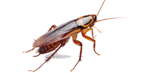 Cockroach