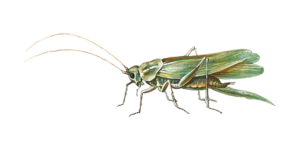 Grasshopper