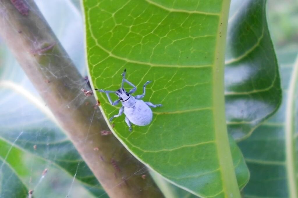 Mango Bug Control Services in Rawalpindi