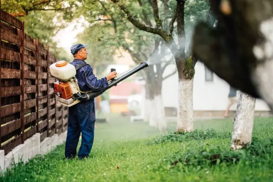 Mango Bugs Control & Treatment Services