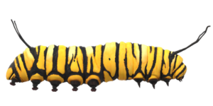 Monarch butterfly caterpillar
