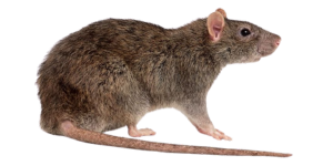 Rat
