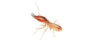 Termite