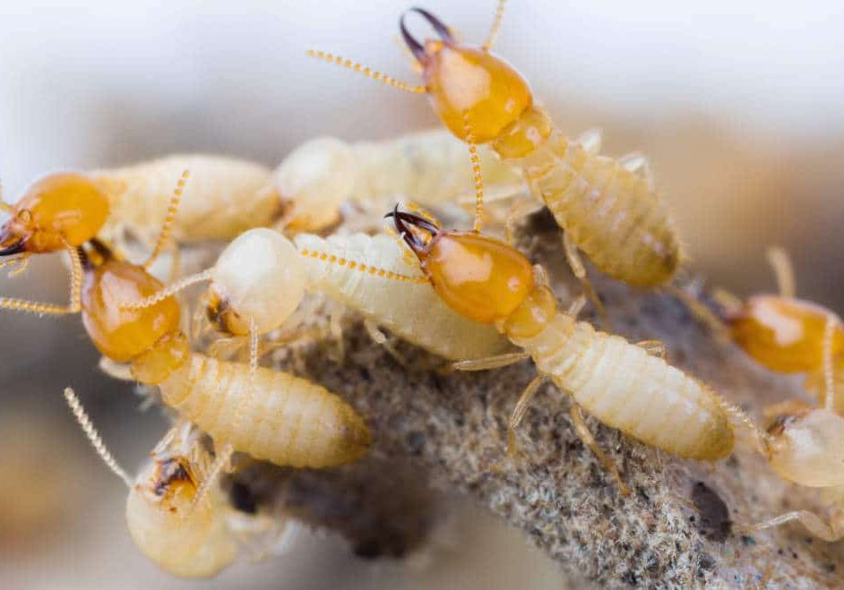 Termite Control Services in Rawalpindi