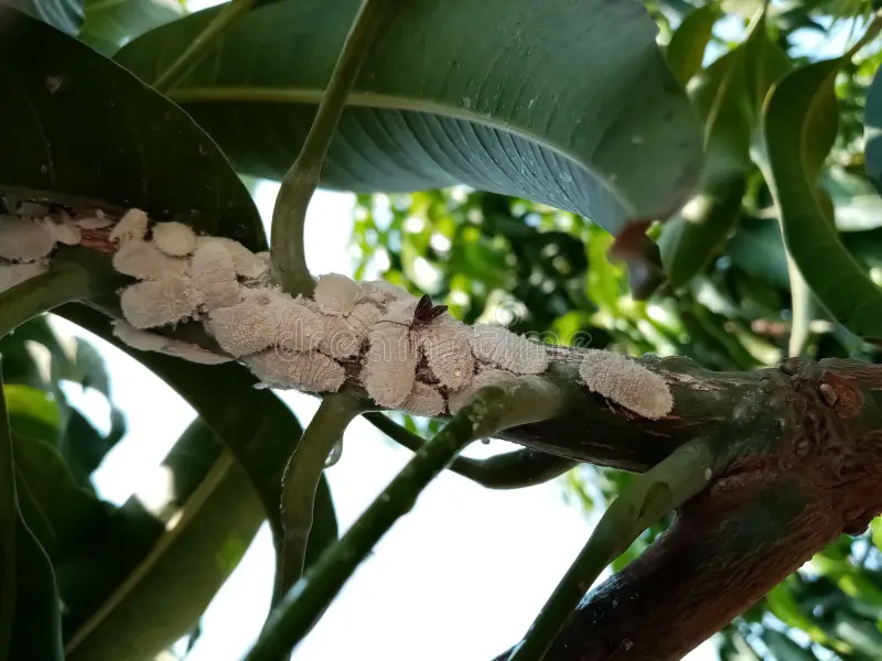 mango bug treatment services near me