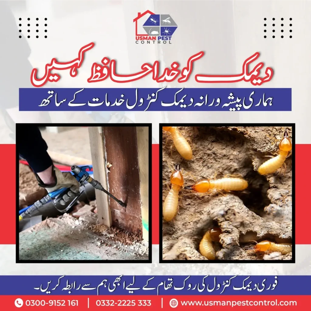 Effective termite treatment in Sialkot at affordable prices by Usman Pest Control. Long-lasting protection for homes and offices.