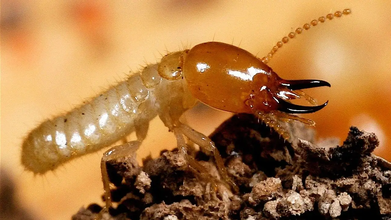 Top-rated termite treatment company in Sialkot – Usman Pest Control ensures complete protection with eco-friendly pest control solutions.