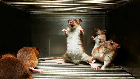 Rat control Services in Lahore