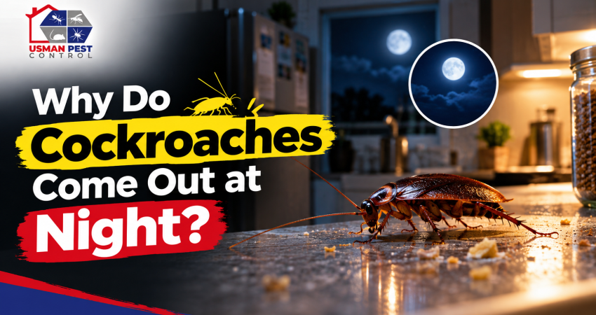 Why-Cockroaches-Come-Out-at-Night