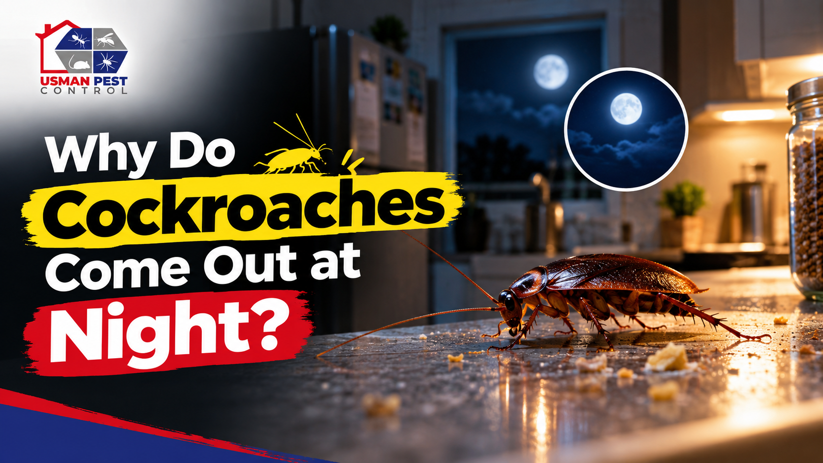 Why-Cockroaches-Come-Out-at-Night